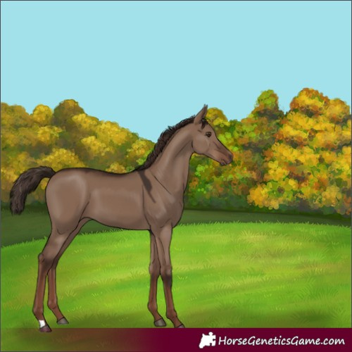 Horse Color:Liver Red Dun 