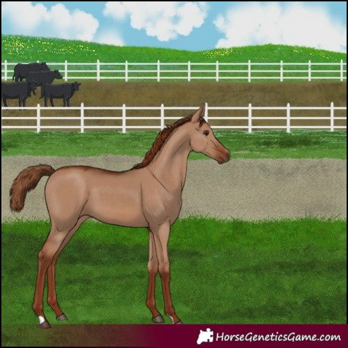 Horse Color:Red Dun 