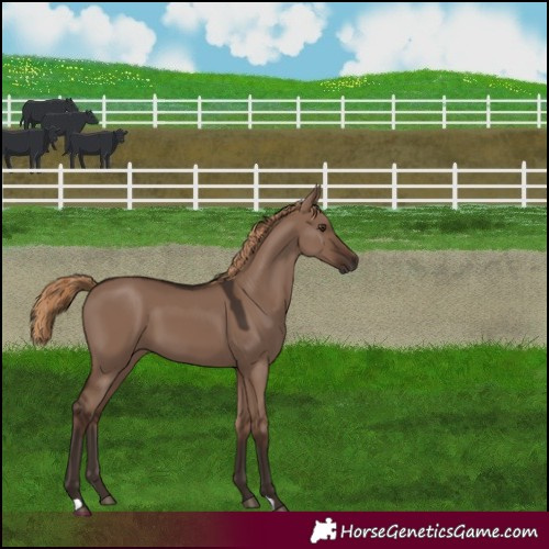 Horse Color:Liver Red Dun 