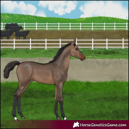 Horse Color:Bay Dun 