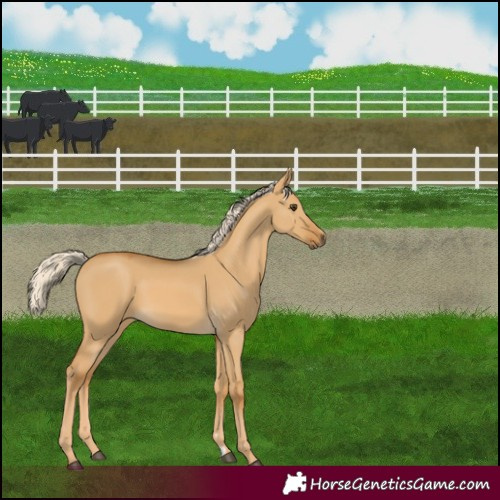 Horse Color:Palomino Dun 
