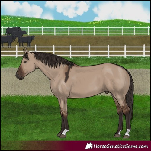 Horse Color:Liver Red Dun 