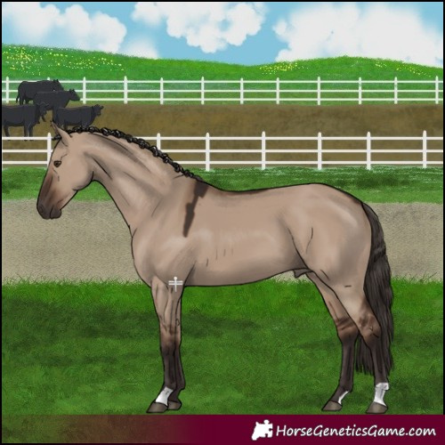 Horse Color:Liver Red Dun 