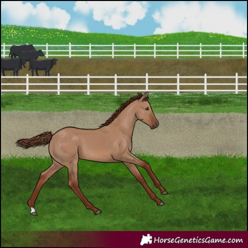 Horse Color:Red Dun 
