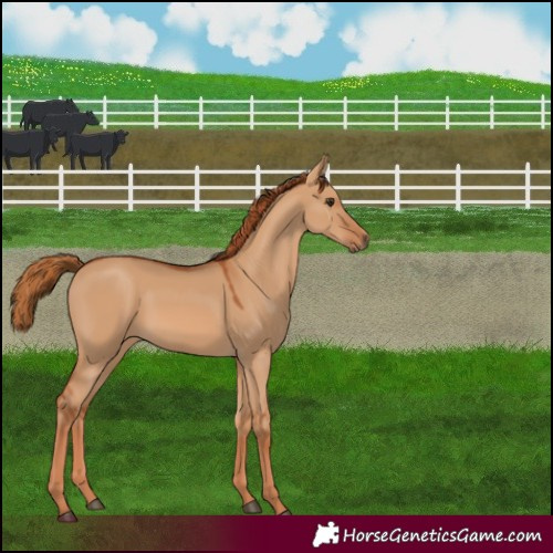 Horse Color:Red Dun 