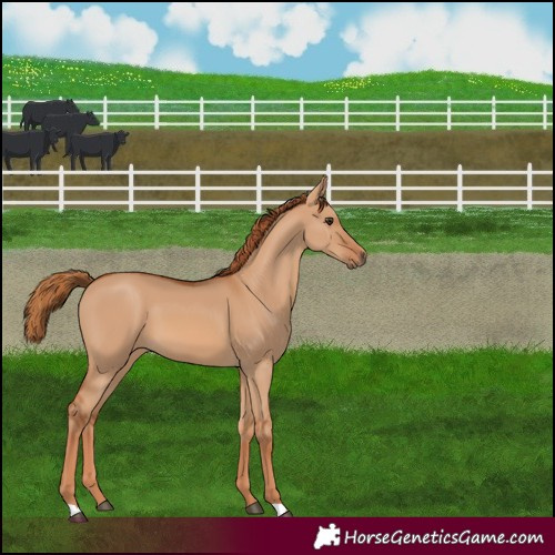 Horse Color:Red Dun 