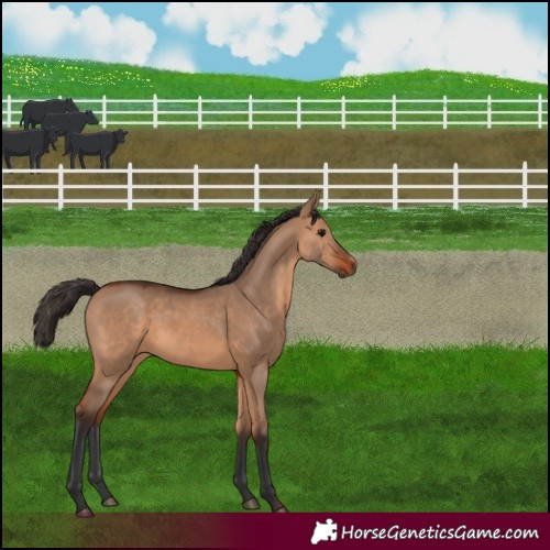 Horse Color:Bay Dun 