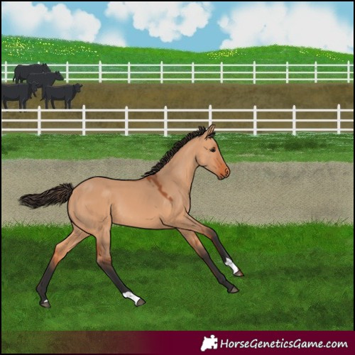 Horse Color:Bay Dun 