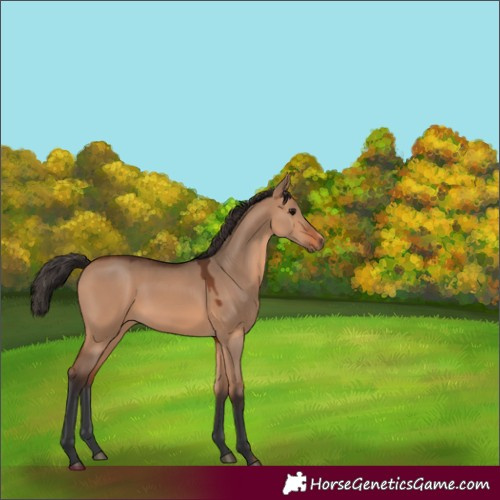 Horse Color:Bay Dun 