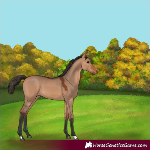 Horse Color:Bay Dun 