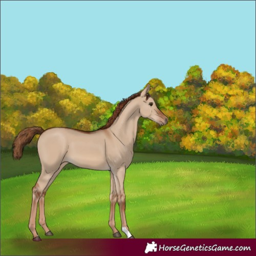 Horse Color:Red Dun 