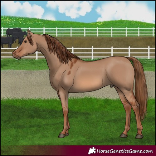 Horse Color:Red Dun 