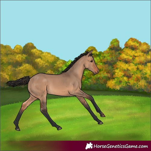 Horse Color:Bay Dun 