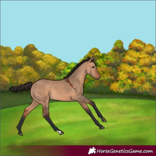 Horse Color:Bay Dun 