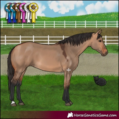 Horse Color:Bay Dun 