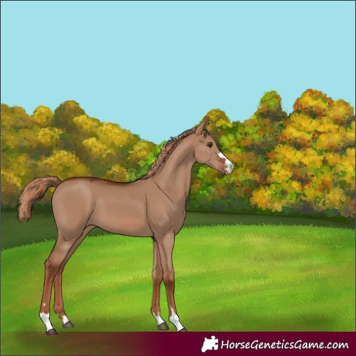 Horse Color:Red Dun 