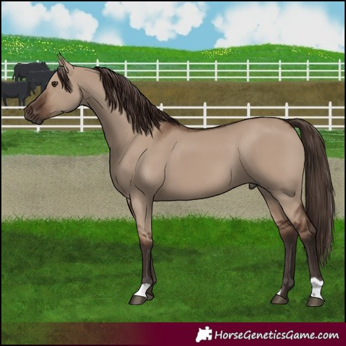 Horse Color:Liver Red Dun 