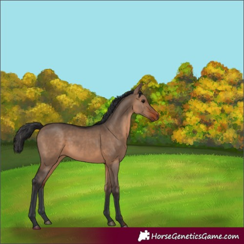 Horse Color:Brown Dun 