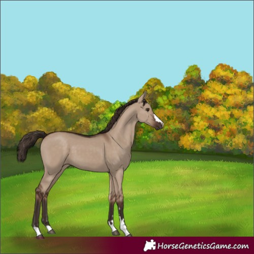 Horse Color:Liver Red Dun 