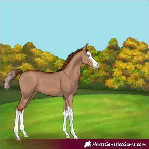 Horse Color:Red Dun Splash 