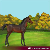 Horse Color:Bay 