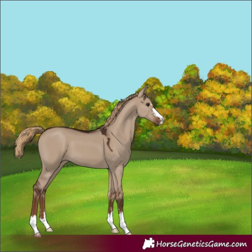 Horse Color:Liver Red Dun 