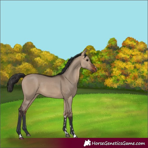 Horse Color:Bay Dun 