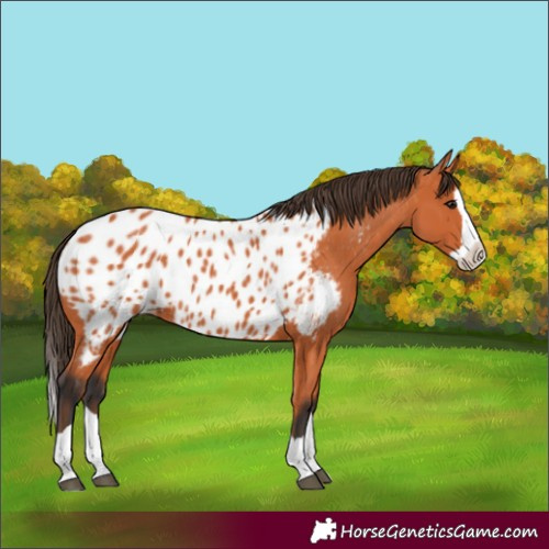 Horse Color:Bay Splash Near Leopard 