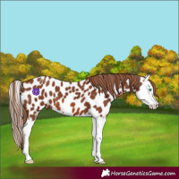 Horse Color:Chestnut Splash Appaloosa 