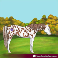 Horse Color:Chestnut Splash Appaloosa 