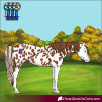 Horse Color:Chestnut Splash Near Leopard 