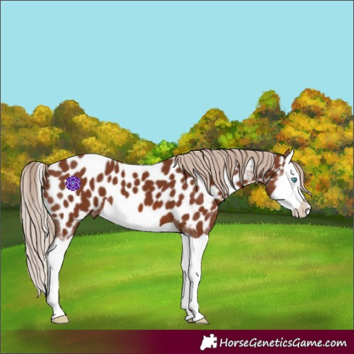 Horse Color:Chestnut Splash Appaloosa 
