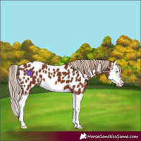 Horse Color:Chestnut Splash Appaloosa 