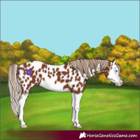 Horse Color:Chestnut Splash Appaloosa 