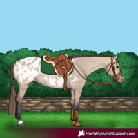 Horse Color:Bay Dun Blanket 