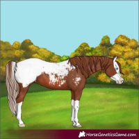 Horse Color:Chestnut Splash Appaloosa 