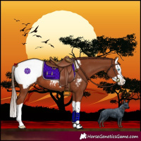Horse Color:Chestnut Splash Snowcap 