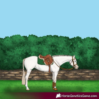 Horse Color:Perlino Roan Dun 