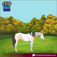 Horse Color:Buckskin Splash Tobiano 