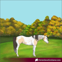 Horse Color:Buckskin Splash Tobiano 