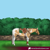 Horse Color:White Spotted Buckskin Tobiano 
