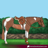 Horse Color:Chestnut Tobiano Rabicano 