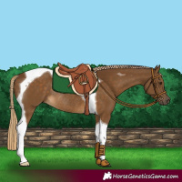 Horse Color:Chocolate Palomino Tobiano Rabicano 