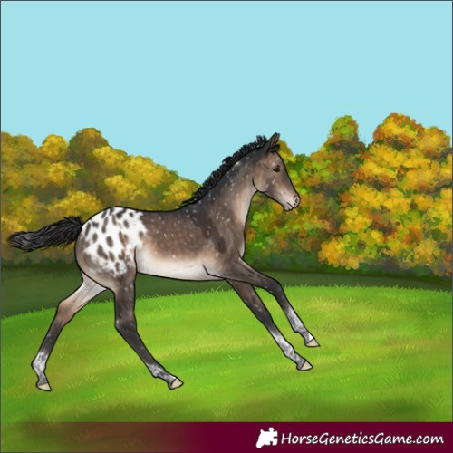 Horse Color:Brown Dun Tobiano Appaloosa 
