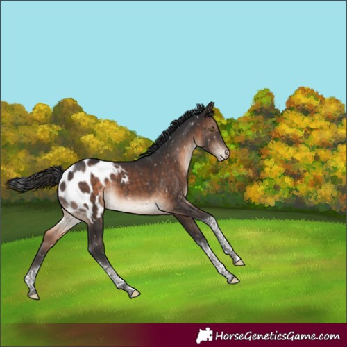 Horse Color:Brown Tobiano Appaloosa 