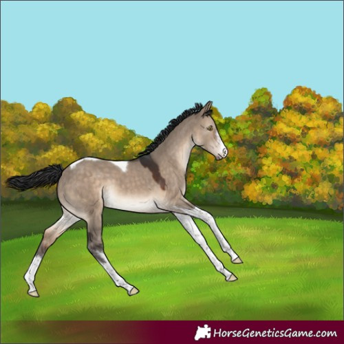 Horse Color:White Spotted Brown Dun Tobiano