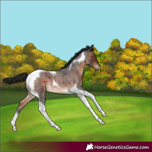 Horse Color:Brown Roan Tobiano 