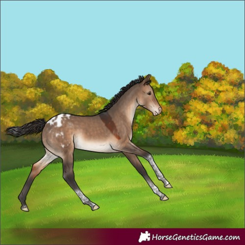 Horse Color:Brown Dun Tobiano Appaloosa 