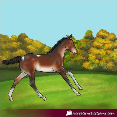 Horse Color:White Spotted Brown Tobiano 