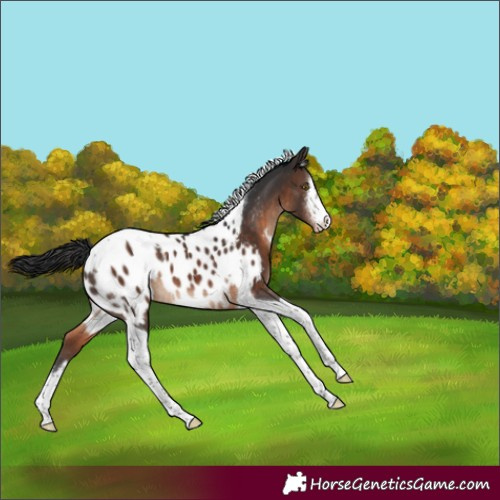 Horse Color:White Spotted Brown Tobiano Appaloosa 